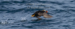 Alaskan tufted puffin takeoff of the water.
