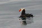 Alaskan tufted puffin with herring in mouth.