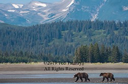Pair of Alaskan grizzly bears walk along river in front of trees and mountains.