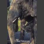 Baby elephant has water dripping from its mouth and the trunk is up as it is sheltered under the adult elephant.  The A portion of the front leg,ear and most of the head and trunk are visible on each elephant.