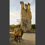 Camel & Fairy Chimneys