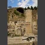 pergamum cat